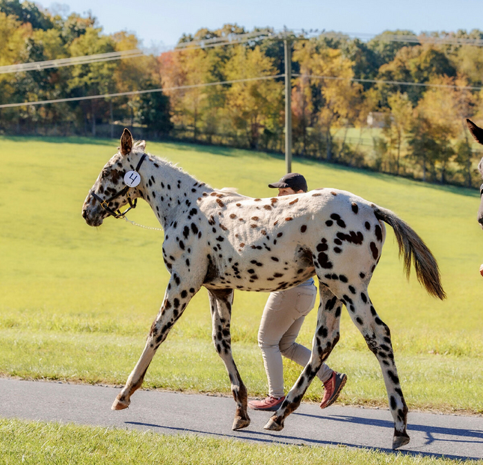 Кони в яблоках? А, может быть, лошади в пятнышко?