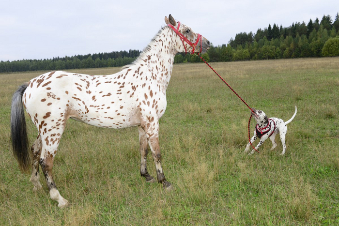 Извините, а вы точно собака-поводырь?