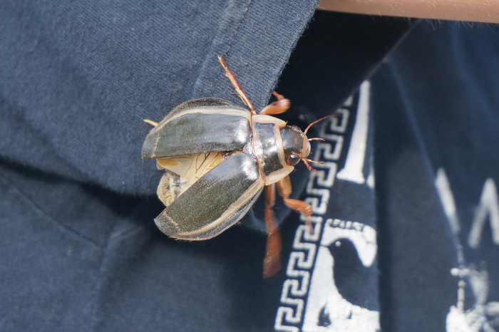 Без воды плавунец может погибнуть лишь от голода.