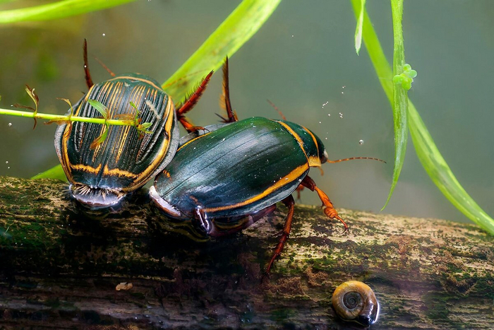 Самка слева. Её панцирь шероховатый. Самец справа. Его панцирь гладкий.