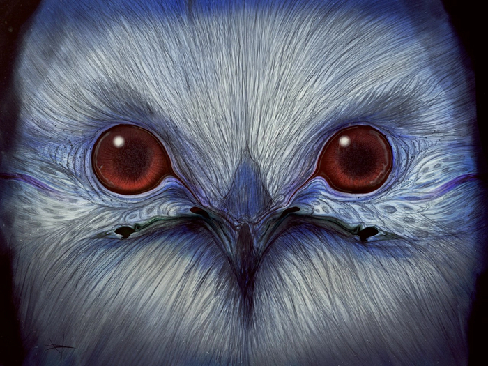 Snowy Owl , ,   ,  , ,  , 2D, 2d ,  , 