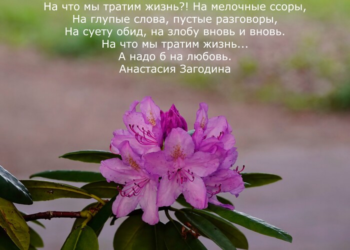 ������ ���