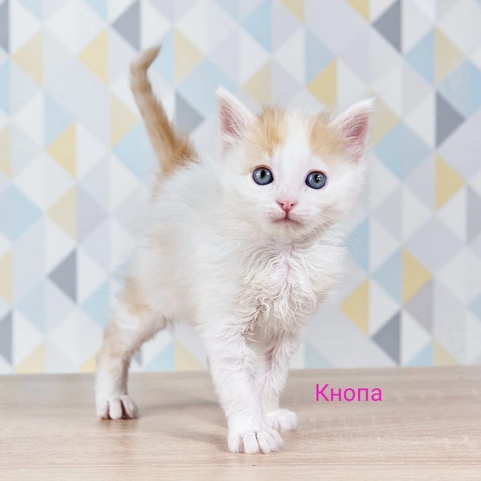 Котята ищут дом Кот, Котята, В добрые руки, Лига Добра, Погладь кота, Москва, Длиннопост