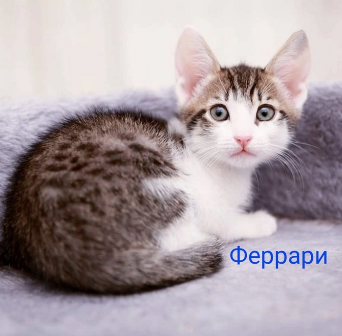 Котята ищут дом Кот, Котята, В добрые руки, Лига Добра, Погладь кота, Москва, Длиннопост