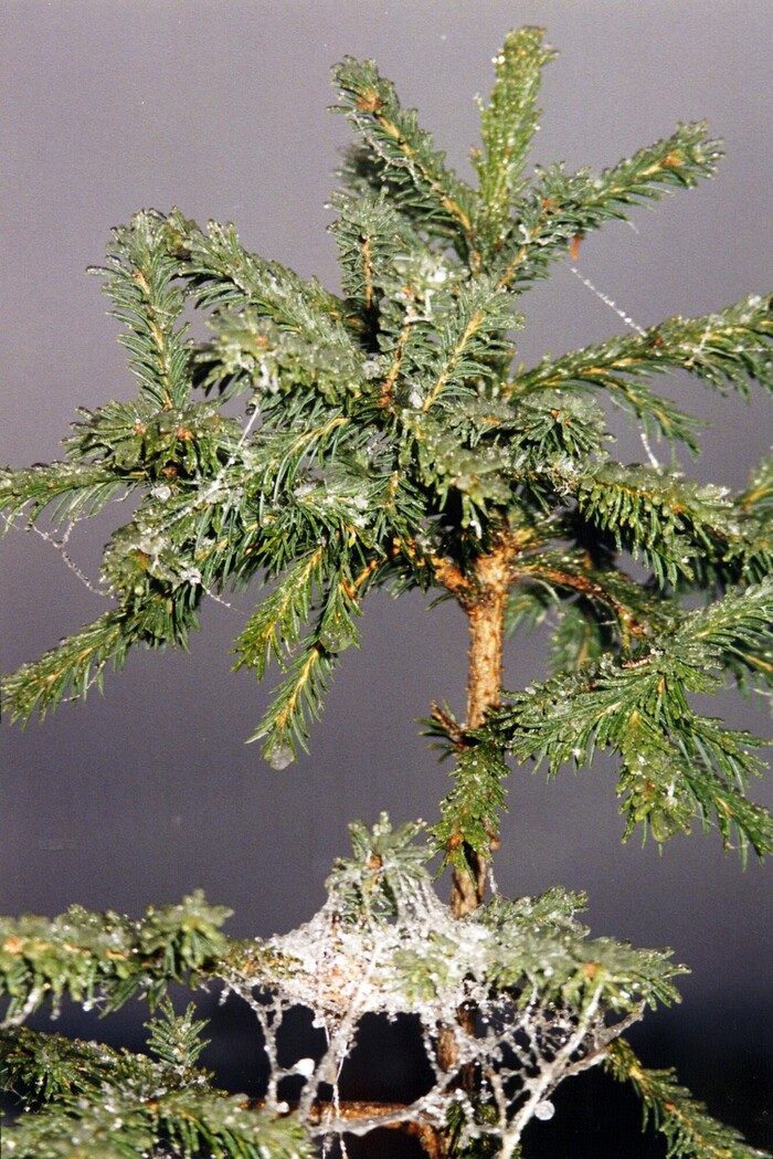 Вот такая ледяная красота была в лесу.