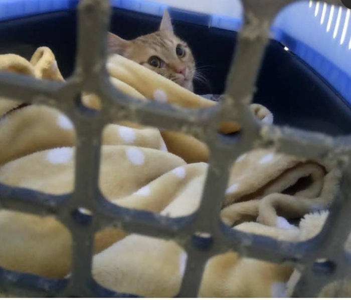 ����� 10 ����� ����� �������� ���������-�����������.