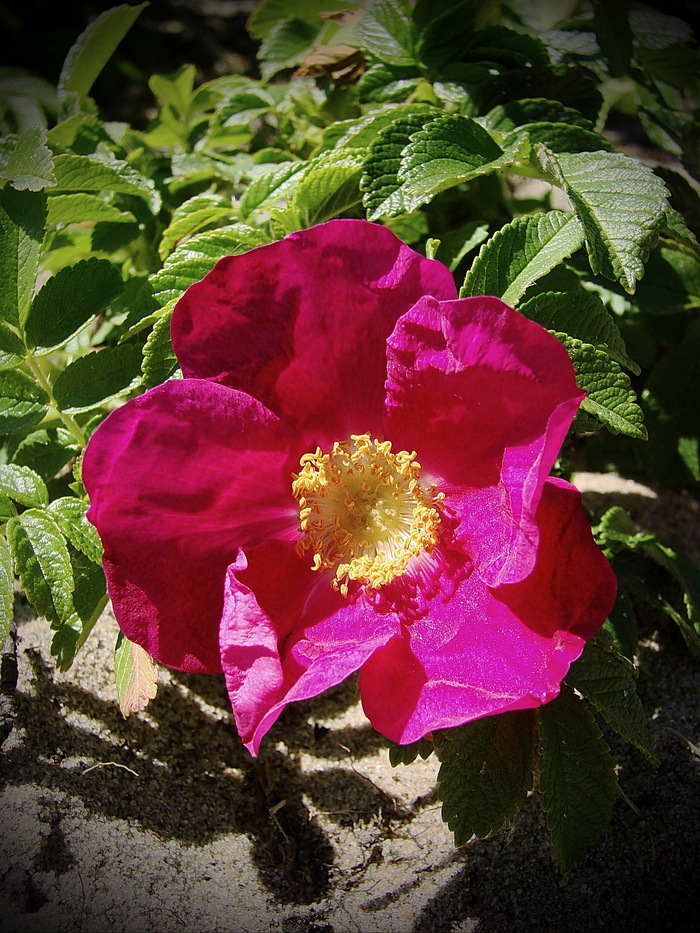 ������� ����� ����������� �������� - ������ ������ ������ ������������ ��� ����...