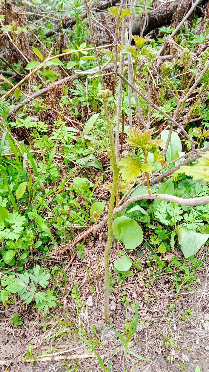 Самая пора заготовки, пока не развернулся.