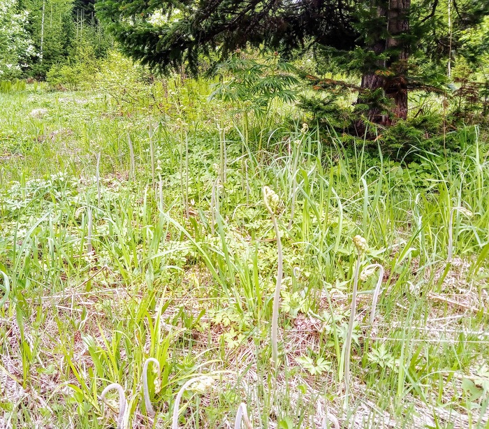 Можно КАМАЗами собирать )))