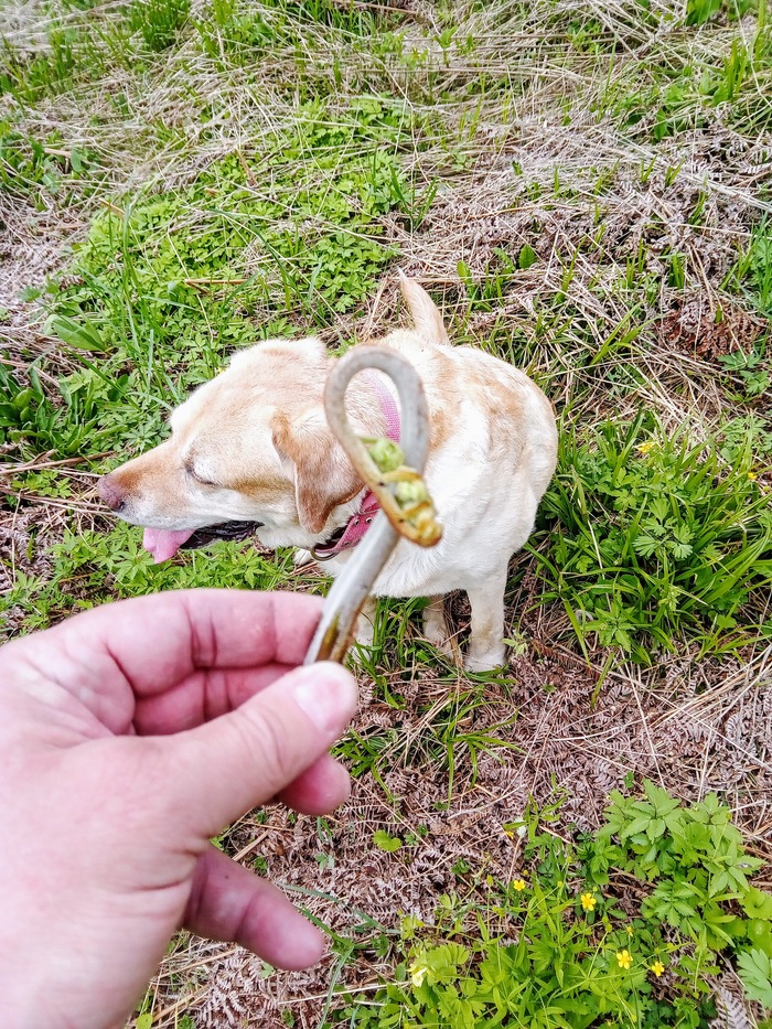 Только цена ему копеечная.