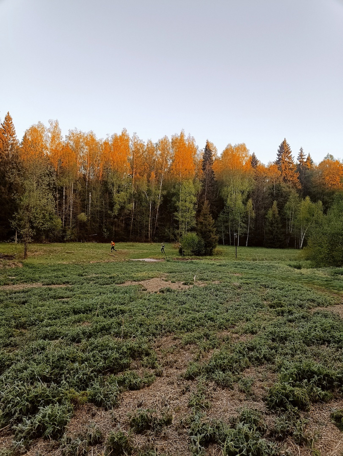 Трава слегка заиндевела