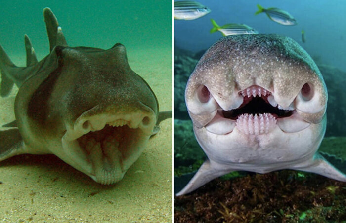 Страшные зубы