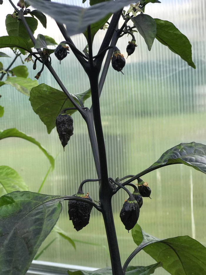 Trinidad Scorpion Moruga Purple Red