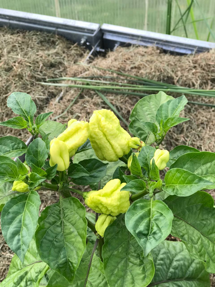 Bhut Jolokia Peach