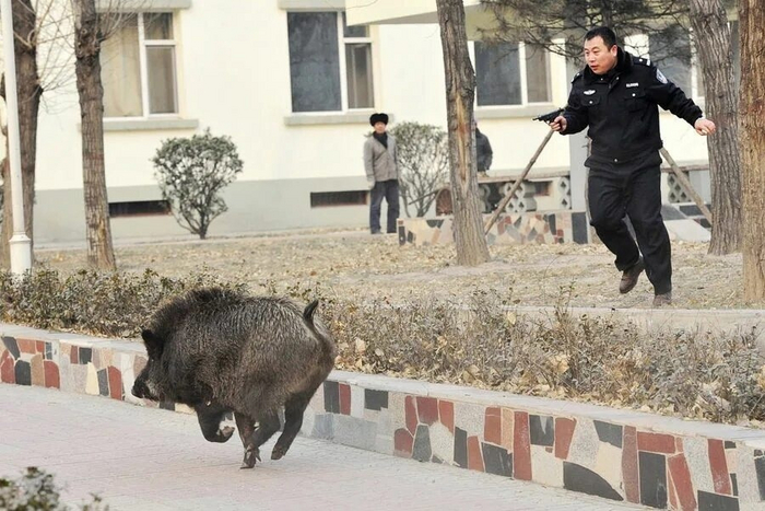 В некоторых странах кабаны стали городскими жителями: они разоряют мусорные баки в поисках лёгкой и калорийной пищи.