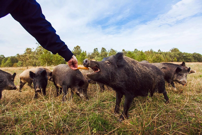 Вот так делать с дикими кабанами категорически нельзя! Одно неверное движение — и стадо разъярённых свинок вас затопчет и поднимет на клыки.