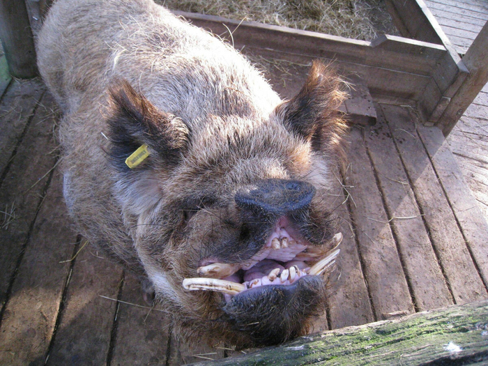 Какой-то странный налоговый инспектор повадился брать дань огурцами и яблоками.