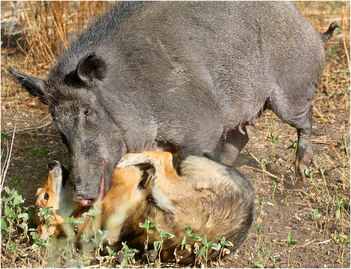 Дикий кабан с легкостью расправится с любой собакой вне зависимости от её размеров.