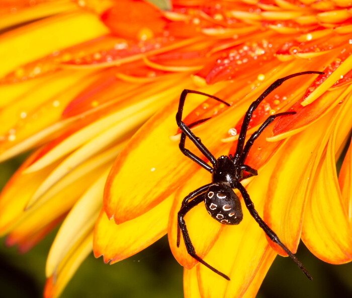 каракурт( черная вдова )