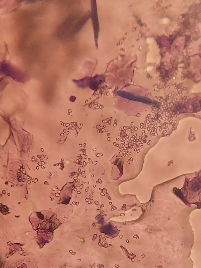 ���������� ������������.