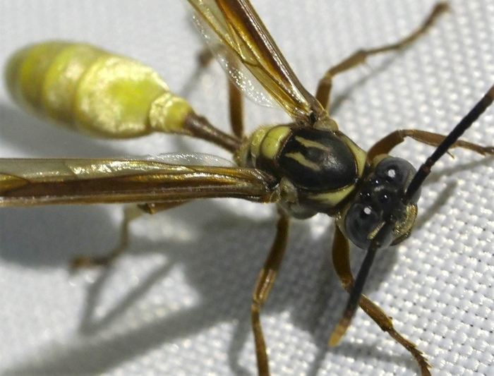 такое изобилие невиданных зверей