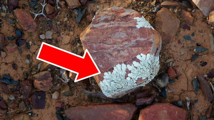 Камень может быть отличным местом для жизни, правда, только если вы лишайник.