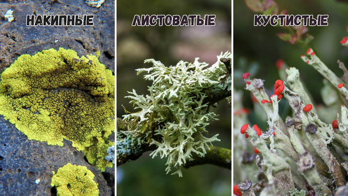 Виды лишайников: накипные, листоватые, кустистые