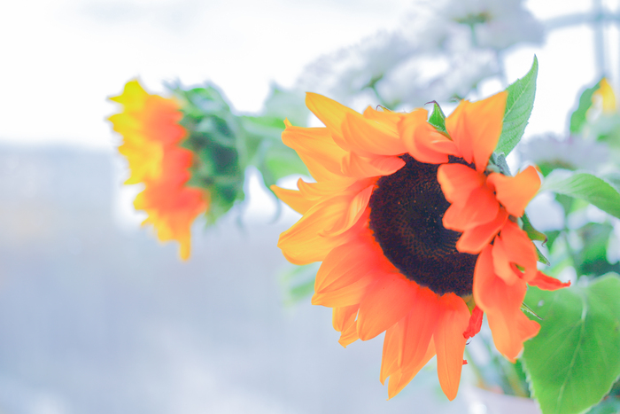  nikon1 +nikkor 10mm f2.8