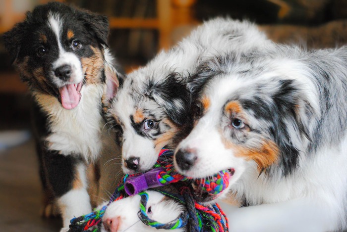 Siberian Miracle Nisa Charm.    - ,    :)