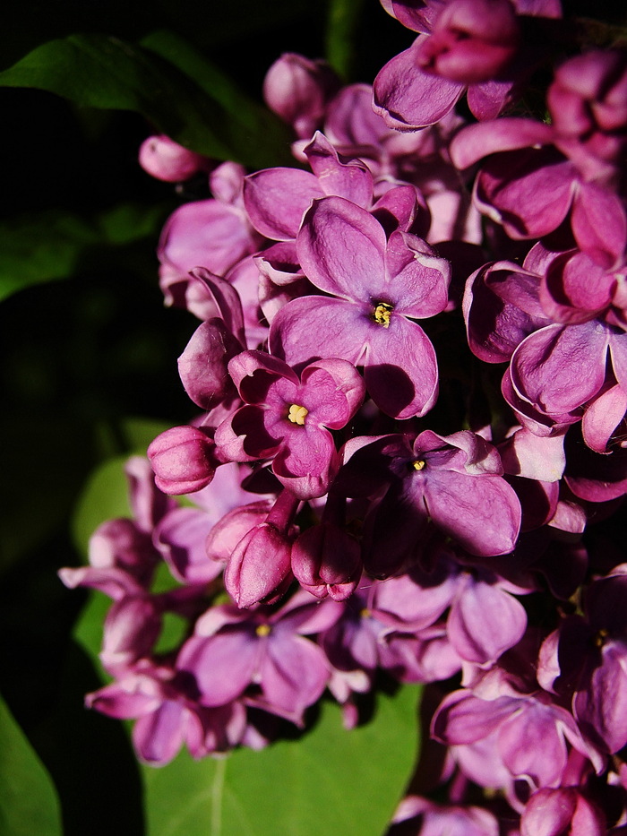 Сирень почти отцвела, но всё так же ароматна...