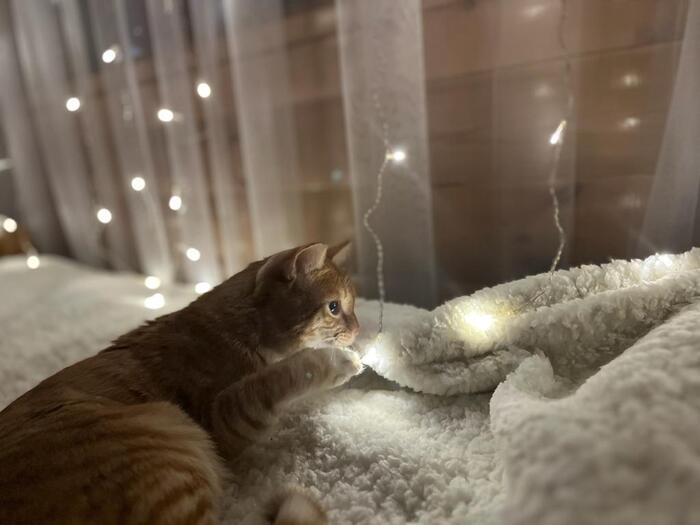 ������ ���