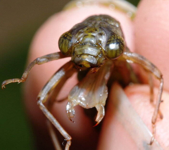 "�����" ������� ��������