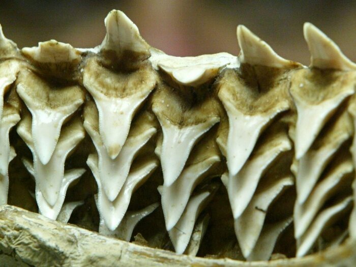 ���� ������� �����. �� ������������� ������ ���� � ��� ������ ����� �����!