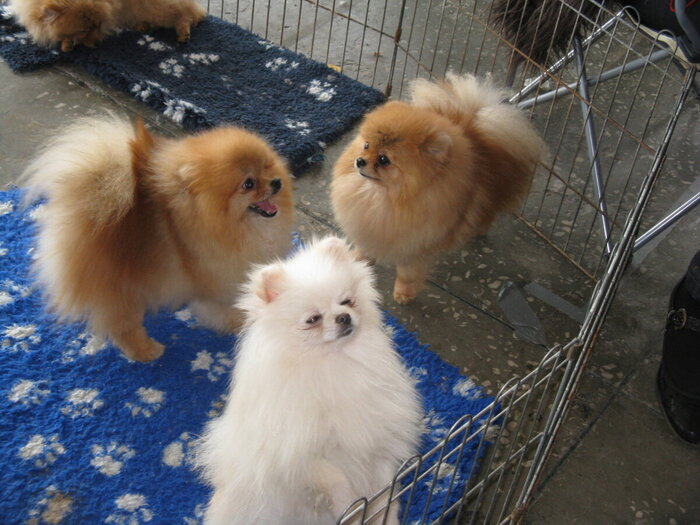 ���� ���������� ���