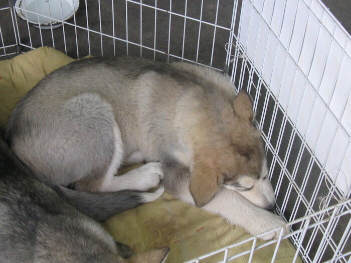 ���� ���������� ���