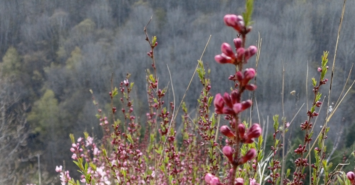 Миндаль у тропинки | Пикабу