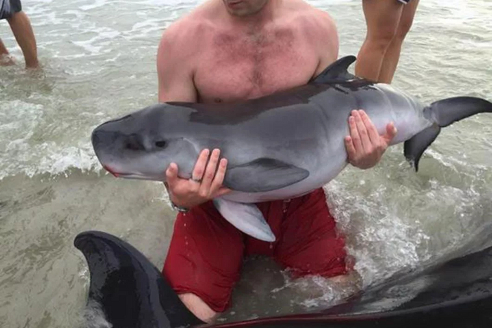 Кашалот-малютка.