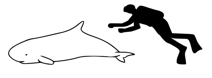 Сравнение кашалота-малютки с человеком.