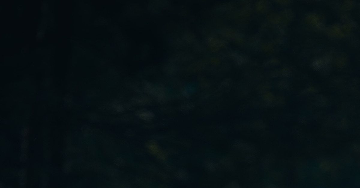 Солнечная лиса | Пикабу