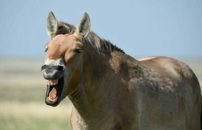 В Казахстане переименовали лошадь Пржевальского