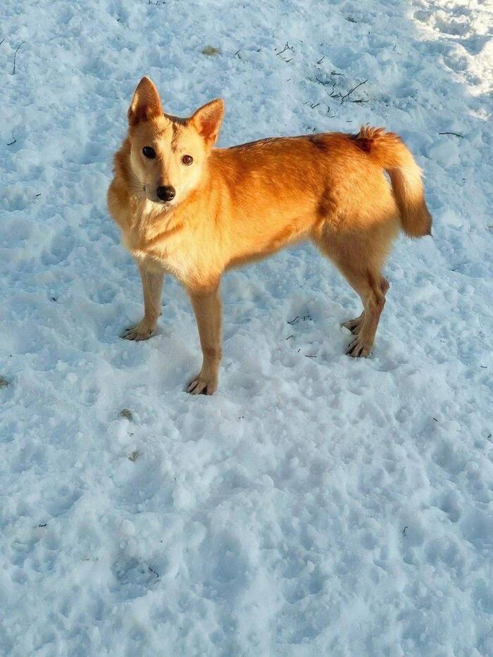 Jantarový, slunný pes je v dobrých rukou. Moskva a Moskevská oblast Zvířata bez domova, V dobrých rukou, Pes, Nehodnoceno, Dlouhý příspěvek