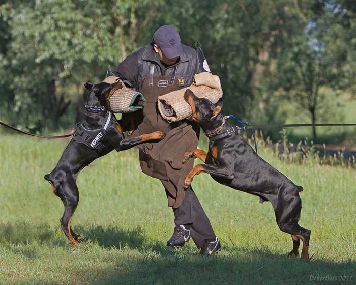 Нападать на человека не боятся охранные породы: доберманы, ротвейлеры, немецкие овчарки. Но даже этих собак необходимо обучать.