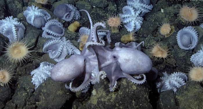 — Дорогой, ты будешь со мной до скончания дней? — Душой и сердцем – несомненно! Телом – вряд ли.