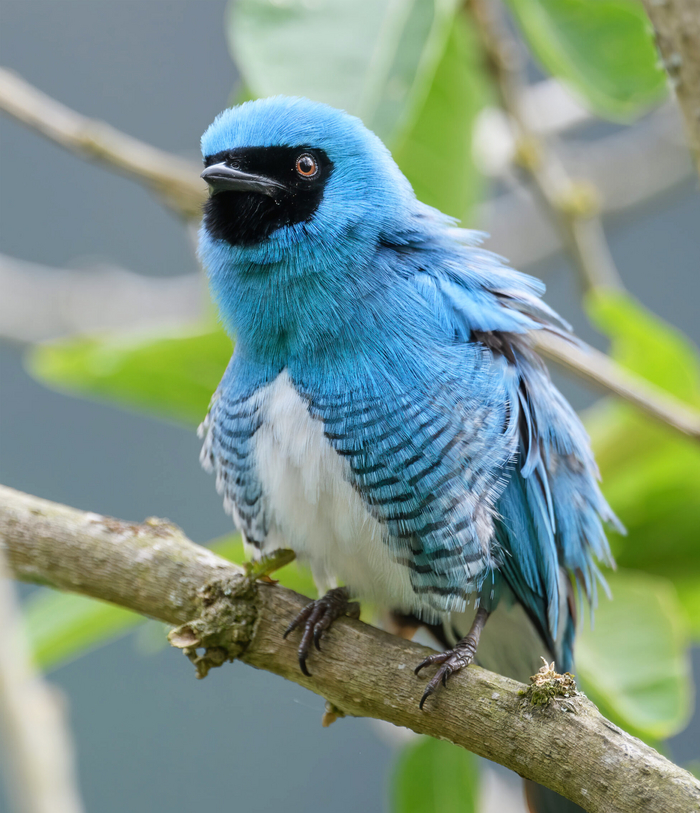  , . Tersina viridis, . Tersina,   . ;     