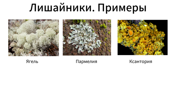 Отличие лишайников от мхов