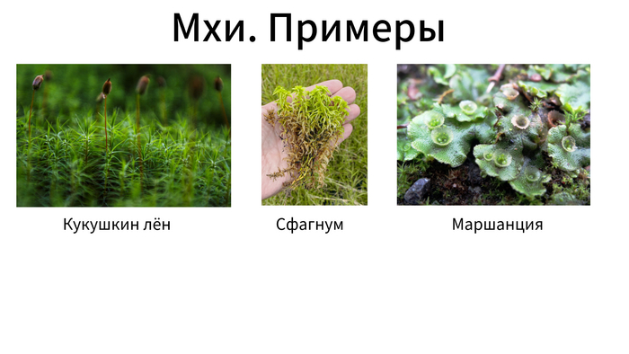 Отличие лишайников от мхов
