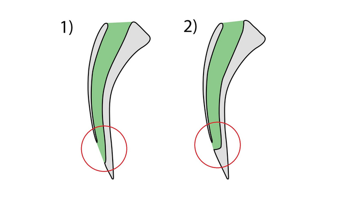 1 — канальца плюющейся кобры. 2 — клыки обычной ядовитой змеи.