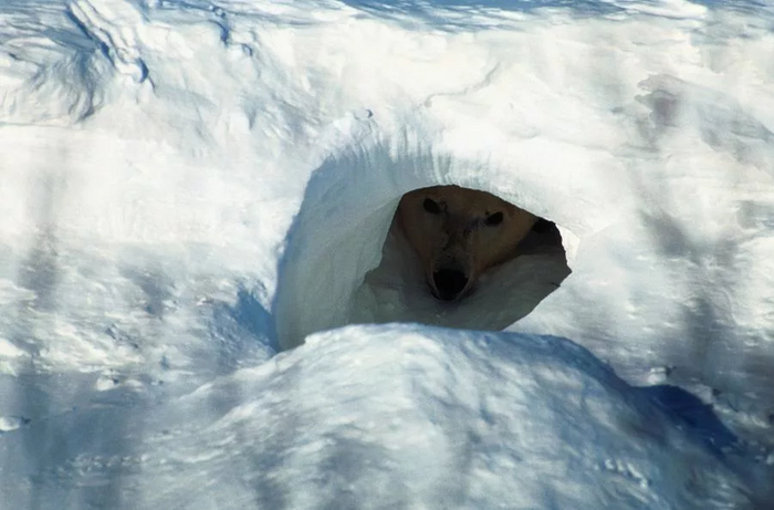 Вы нашли берлогу белого медведя, и это хорошо. Но белый медведь нашёл вас. И это очень плохо.