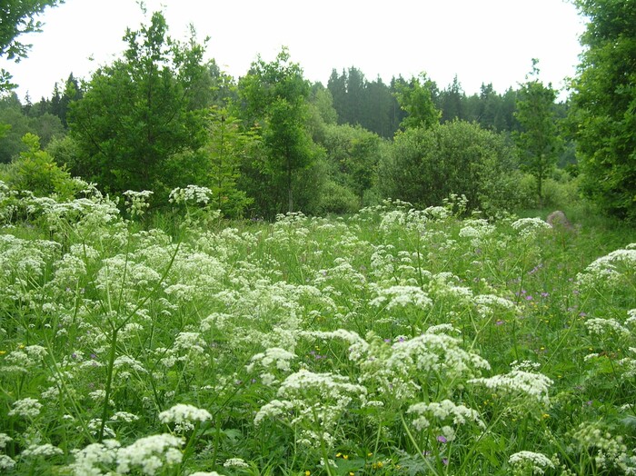 Около Суйды