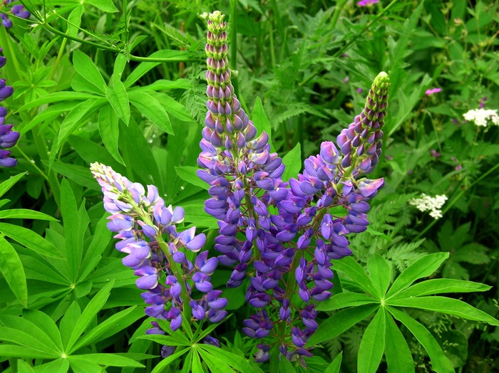Цветущий люпин